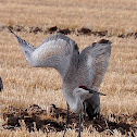 Sandhill Crane