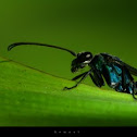 Unknown spotting
