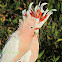 Major Mitchell's Cockatoo