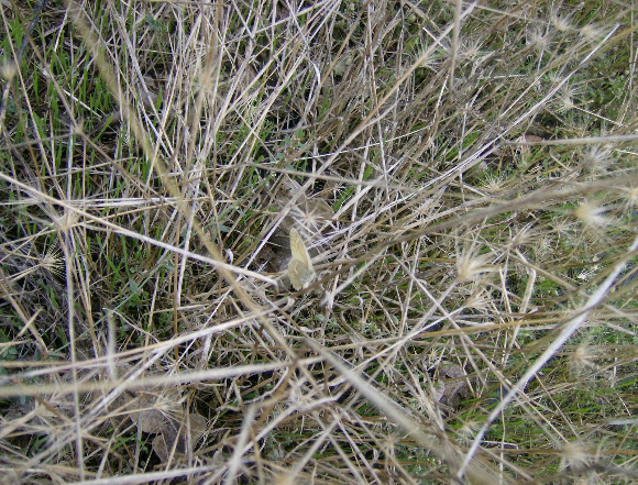 Spotting Image 1