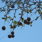 Plátano