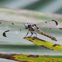 Great Blue Skimmer