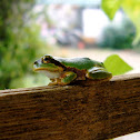 Japanese tree frog