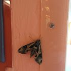 Pandora Sphinx Moth