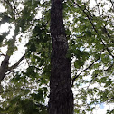 White Oak