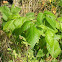 poison ivy