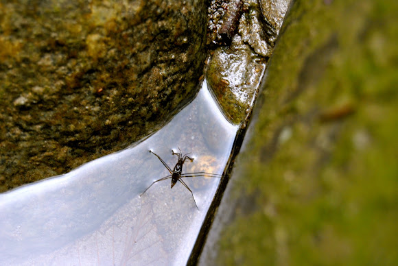 Spotting Image 1