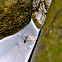 Water Strider