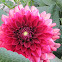 Dahlia