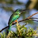Green-tailed Jacamar