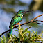 Green-tailed Jacamar