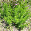 Plants and insects