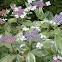 Hydrangea 