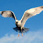 Mew Gull