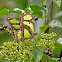Bamboo Page or Green Longwing
