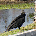 Black Vulture