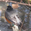 American Robin