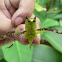 Bush Katydid