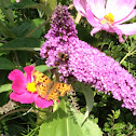 Comma butterfly