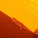 House gecko