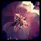 Apple blossom