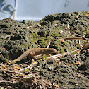 Small Asian mongoose