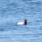 Pochard; Porrón Común