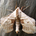 Walnut Sphinx, (male).
