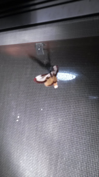 Spotting Image 1