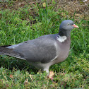 Common Wood Pigeon