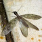 Dobsonfly