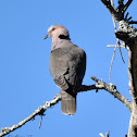 Red-eyed Dove