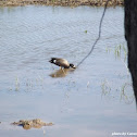 Blue Winged Teal