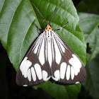Marbled White Moth