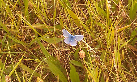 Spotting Image 1