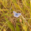 Silver-studded Blue