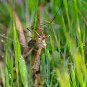 Crane fly, típula