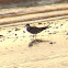 Black Tern