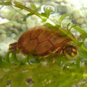 Tortuga Taricaya / Taricaya Turtle