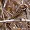 Reed Bunting