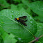 Golden-backed Snipe Fly