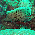 Humpback Grouper