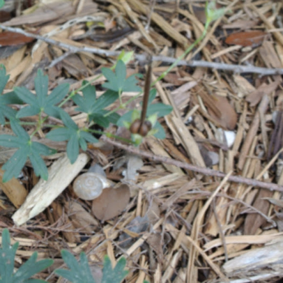 Spotting Image 1