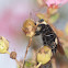 Bee Killer