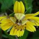 Crab Spider
