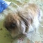 Lop-eared/Lionhead Domestic Rabbit