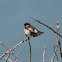 Stonechat