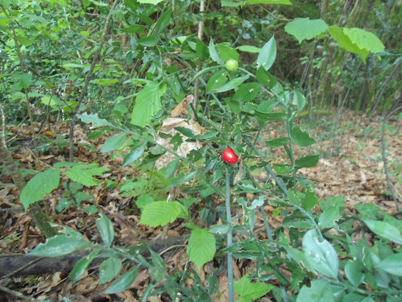 Spotting Image 1