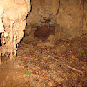 suspected fox-hole