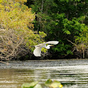 Great Egret